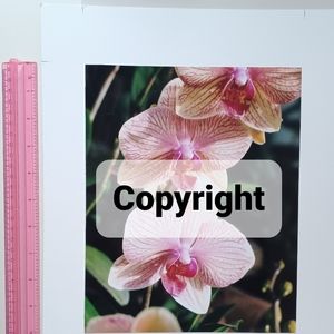 Flowers 6 Orchid Photo Sale